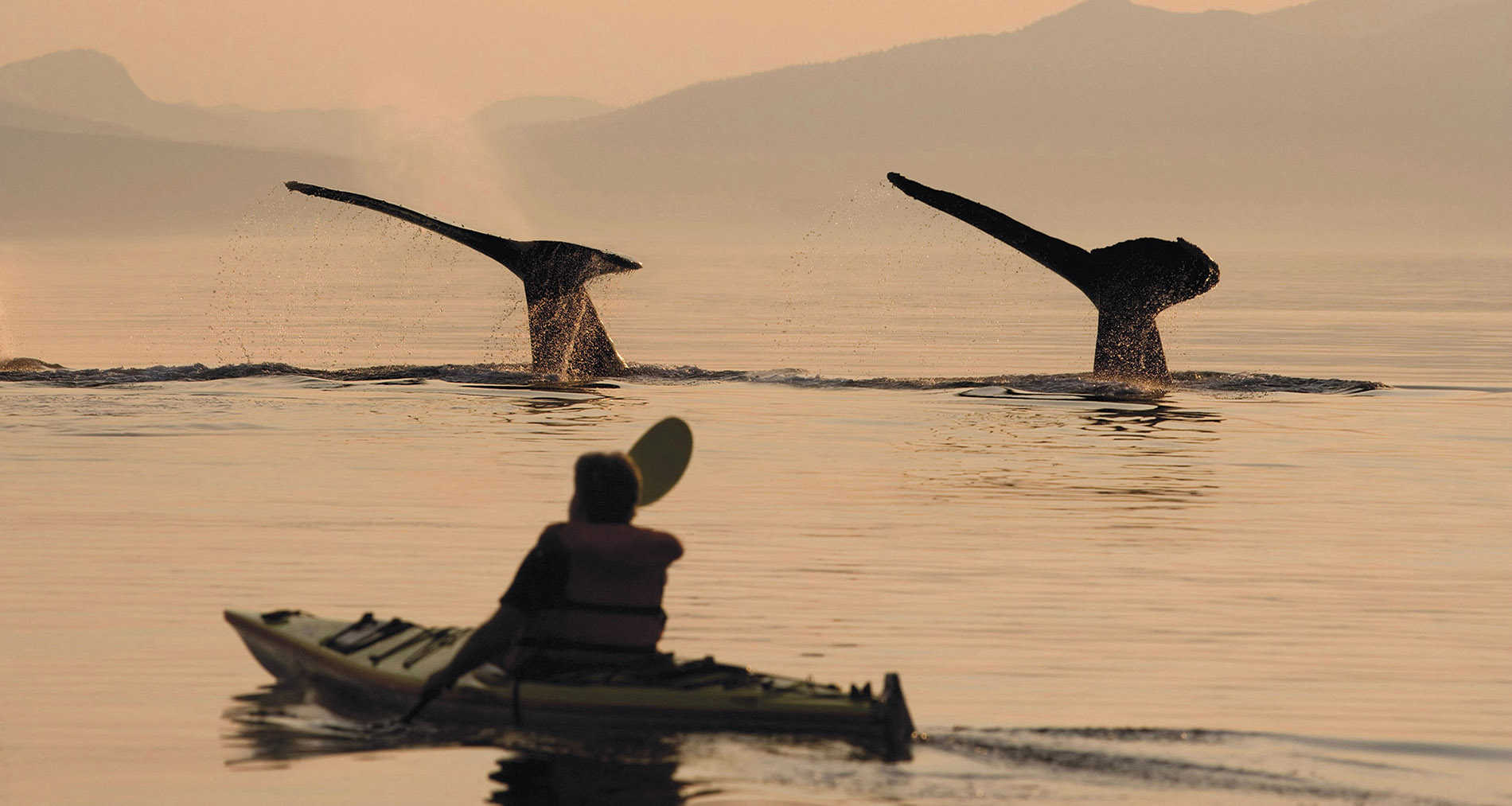 Scenic - Scenic Eclipse - Adventure by Kayak.jpg
